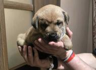 Grajewo ogłoszenia: Oddam pieski w dobre ręce suczki mamusia na ostatnim zdjęciu,... - zdjęcie