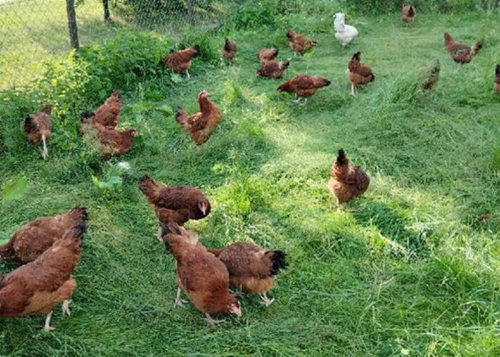 Grajewo ogłoszenia: Na sprzedaż kury; mają 23 tygodnie, już się pokazuje jajko;...